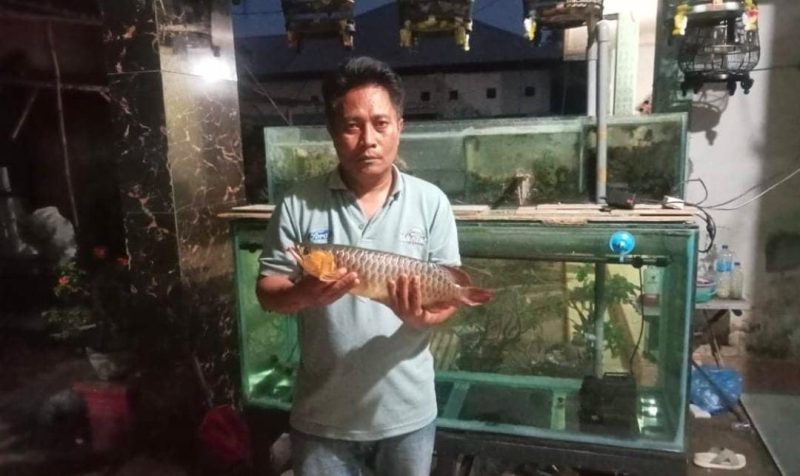 Foto: Herman Hidayat, pemilik Arowana Super Red