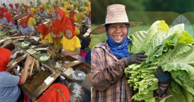 Foto : Karyawan Pabrik rokok (kiri) , Petani tembakau (kanan)