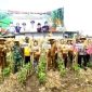 Foto : Wakil Bupati Blitar Beky Herdihansyah saat panen raya jagung.