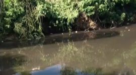 Foto: Aliran sungai Kedungdalem Dringu tercemar pembuangan limbah cair Pabrik Gula (PG) Wonolangan