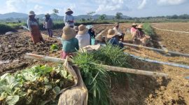 Foto : Petani Tembakau di Kecamatan Guluk- guluk Sumenep 