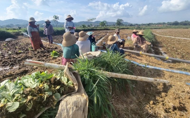 Foto : Petani Tembakau di Kecamatan Guluk- guluk Sumenep 