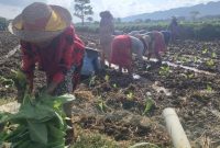 Petani tembakau di Kecamatan Guluk -guluk Sumenep 