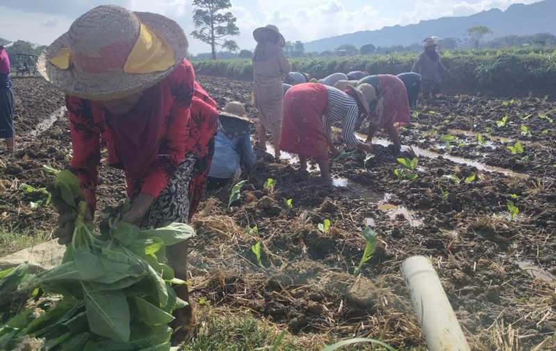 Petani tembakau di Kecamatan Guluk -guluk Sumenep 