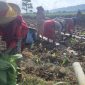Petani tembakau di Kecamatan Guluk -guluk Sumenep 