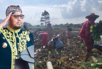 Bupati Sumenep Siap Pantau Langsung Panen Tembakau di Tengah Tantangan Alam