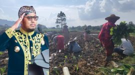 Bupati Sumenep Siap Pantau Langsung Panen Tembakau di Tengah Tantangan Alam