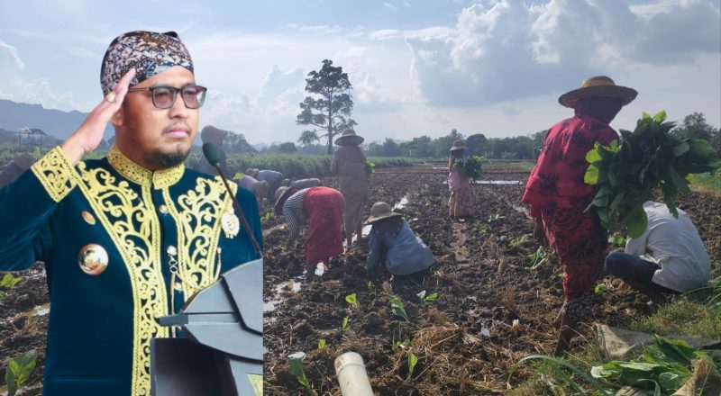 Bupati Sumenep Siap Pantau Langsung Panen Tembakau di Tengah Tantangan Alam