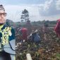 Bupati Sumenep Siap Pantau Langsung Panen Tembakau di Tengah Tantangan Alam