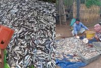 Tumpukan ikan layang hasil tangkapan nelayan Masalembu yang akhirnya terbuang ke laut karena tak ada pembeli. Nestapa tahunan ini kembali menyayat hati para nelayan