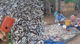 Tumpukan ikan layang hasil tangkapan nelayan Masalembu yang akhirnya terbuang ke laut karena tak ada pembeli. Nestapa tahunan ini kembali menyayat hati para nelayan