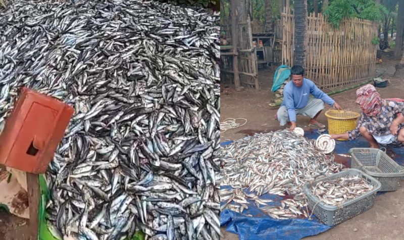 Tumpukan ikan layang hasil tangkapan nelayan Masalembu yang akhirnya terbuang ke laut karena tak ada pembeli. Nestapa tahunan ini kembali menyayat hati para nelayan