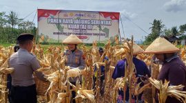 Kapolres Semarang memimpin panen raya jagung di Desa Lemahireng