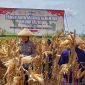 Kapolres Semarang memimpin panen raya jagung di Desa Lemahireng
