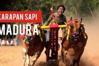 Tradisi Madura Kembali Digelar Besok, Ayo Ramaikan Karapan Sapi Sumenep 2025
