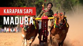 Tradisi Madura Kembali Digelar Besok, Ayo Ramaikan Karapan Sapi Sumenep 2025