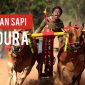 Tradisi Madura Kembali Digelar Besok, Ayo Ramaikan Karapan Sapi Sumenep 2025