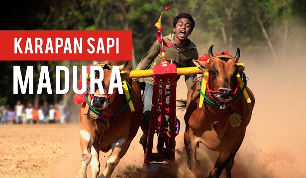Tradisi Madura Kembali Digelar Besok, Ayo Ramaikan Karapan Sapi Sumenep 2025