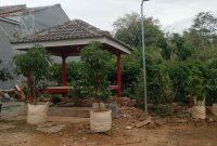 Bibit Berkualitas, harga terjangkau, dan bimbingan gratis: Saatnya menanam bersama Rizky Avocado