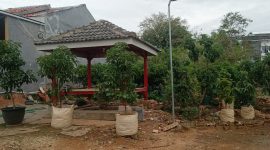 Bibit Berkualitas, harga terjangkau, dan bimbingan gratis: Saatnya menanam bersama Rizky Avocado