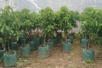 Bibit alpukat siap tanam di lokasi pembibitan Rizky Avocado, Dusun Batuan Barat, Desa Batuan, Kecamatan Batuan, Sumenep.
