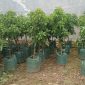 Bibit alpukat siap tanam di lokasi pembibitan Rizky Avocado, Dusun Batuan Barat, Desa Batuan, Kecamatan Batuan, Sumenep.
