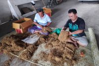 Sebanyak 12 ton tembakau Madura kualitas super dipersiapkan untuk masuk pasar, dengan harga pembuka Rp 75 ribu per kilogram