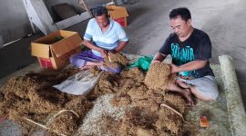 Sebanyak 12 ton tembakau Madura kualitas super dipersiapkan untuk masuk pasar, dengan harga pembuka Rp 75 ribu per kilogram