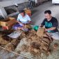 Sebanyak 12 ton tembakau Madura kualitas super dipersiapkan untuk masuk pasar, dengan harga pembuka Rp 75 ribu per kilogram