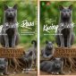 Ayo datang dan dukung Festival Kucing Busok Raas 2025! Nikmati hiburan seru sekaligus belajar merawat kucing lokal khas Sumenep