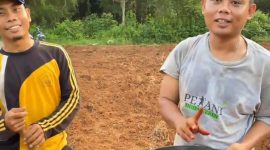 Petani Milenial Sumenep tengah menanam benih jagung hibrida BISI 2 di Desa Torbang, Kecamatan Batuan. Kegiatan ini dilakukan dengan sistem jajar legowo untuk meningkatkan produktivitas pertanian sekaligus mendukung ketahanan pangan daerah.