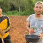 Petani Milenial Sumenep tengah menanam benih jagung hibrida BISI 2 di Desa Torbang, Kecamatan Batuan. Kegiatan ini dilakukan dengan sistem jajar legowo untuk meningkatkan produktivitas pertanian sekaligus mendukung ketahanan pangan daerah.