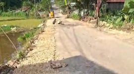 Jalan rusak bertahun-tahun di Tambelangan membuat warga terpaksa memperbaiki sendiri dengan tenaga dan dana terbatas.