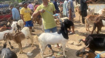 Jelang Idul Adha, Harga Kambing di Pasar Lenteng Sumenep Melambung Tinggi