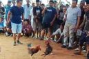 Ket foto: Tangkapan layar yang diduga menunjukkan aktivitas sabung ayam di Dusun Barek Sabe, Desa Torjunan, Kecamatan Robatal, Sampang.