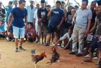 Ket foto: Tangkapan layar yang diduga menunjukkan aktivitas sabung ayam di Dusun Barek Sabe, Desa Torjunan, Kecamatan Robatal, Sampang.