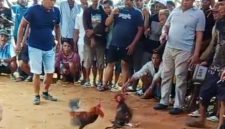 Ket foto: Tangkapan layar yang diduga menunjukkan aktivitas sabung ayam di Dusun Barek Sabe, Desa Torjunan, Kecamatan Robatal, Sampang.