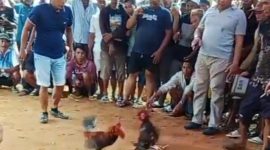 Ket foto: Tangkapan layar yang diduga menunjukkan aktivitas sabung ayam di Dusun Barek Sabe, Desa Torjunan, Kecamatan Robatal, Sampang.