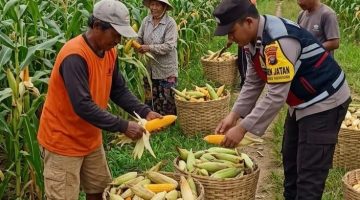Dukung Swasembada Pangan, Polres Sumenep Kawal Panen Jagung Petani Desa Torbang