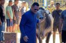 Founder BIP Foundation, Ali Zainal Abidin, saat menggiring sapi kurban jumbo berbobot 1,05 ton yang dipersembahkan khusus untuk almarhumah ibunda Ainun dan keluarga tercinta pada momentum Hari Raya Iduladha 1447 Hijriah/2026 Masehi.
