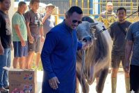 Founder BIP Foundation, Ali Zainal Abidin, saat menggiring sapi kurban jumbo berbobot 1,05 ton yang dipersembahkan khusus untuk almarhumah ibunda Ainun dan keluarga tercinta pada momentum Hari Raya Iduladha 1447 Hijriah/2026 Masehi.
