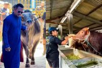 Sapi-sapi jumbo yang disalurkan BIP Foundation menjadi simbol ketulusan berbagi di Hari Raya Iduladha 1447 H