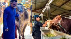 Sapi-sapi jumbo yang disalurkan BIP Foundation menjadi simbol ketulusan berbagi di Hari Raya Iduladha 1447 H