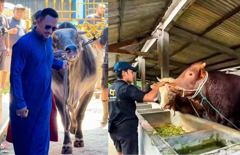 Sapi-sapi jumbo yang disalurkan BIP Foundation menjadi simbol ketulusan berbagi di Hari Raya Iduladha 1447 H