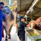 Sapi-sapi jumbo yang disalurkan BIP Foundation menjadi simbol ketulusan berbagi di Hari Raya Iduladha 1447 H