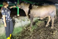 Di tengah suasana khidmat Idul Adha 1447 H, Keluarga Besar Brian–Yessy Praneda melaksanakan kurban sapi jumbo sebagai wujud rasa syukur dan kepedulian sosial, sekaligus memperkuat makna berbagi di hari yang penuh keberkahan