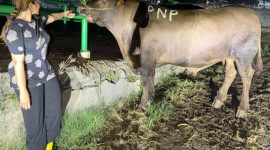 Di tengah suasana khidmat Idul Adha 1447 H, Keluarga Besar Brian–Yessy Praneda melaksanakan kurban sapi jumbo sebagai wujud rasa syukur dan kepedulian sosial, sekaligus memperkuat makna berbagi di hari yang penuh keberkahan