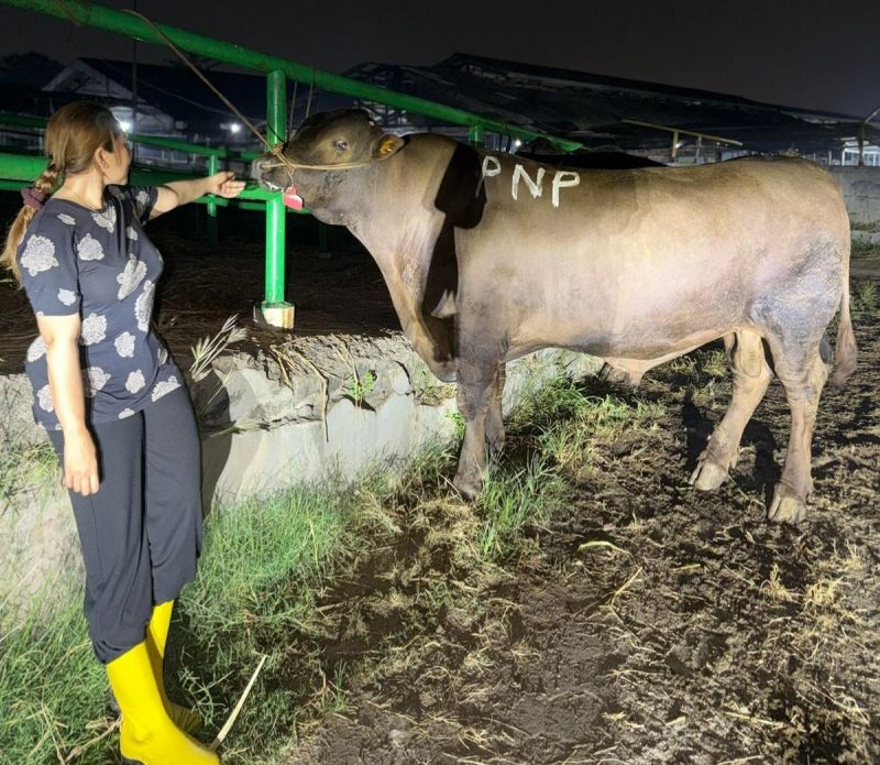 Di tengah suasana khidmat Idul Adha 1447 H, Keluarga Besar Brian–Yessy Praneda melaksanakan kurban sapi jumbo sebagai wujud rasa syukur dan kepedulian sosial, sekaligus memperkuat makna berbagi di hari yang penuh keberkahan