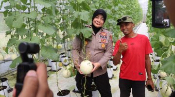 Polres Sumenep Dukung Ketahanan Pangan, Tinjau Panen Melon Smart Farming di Desa Kasengan