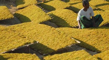 Dorongan pembentukan KEK Tembakau di Madura kian menguat sebagai upaya mengakhiri ketimpangan ekonomi yang selama ini dirasakan masyarakat.